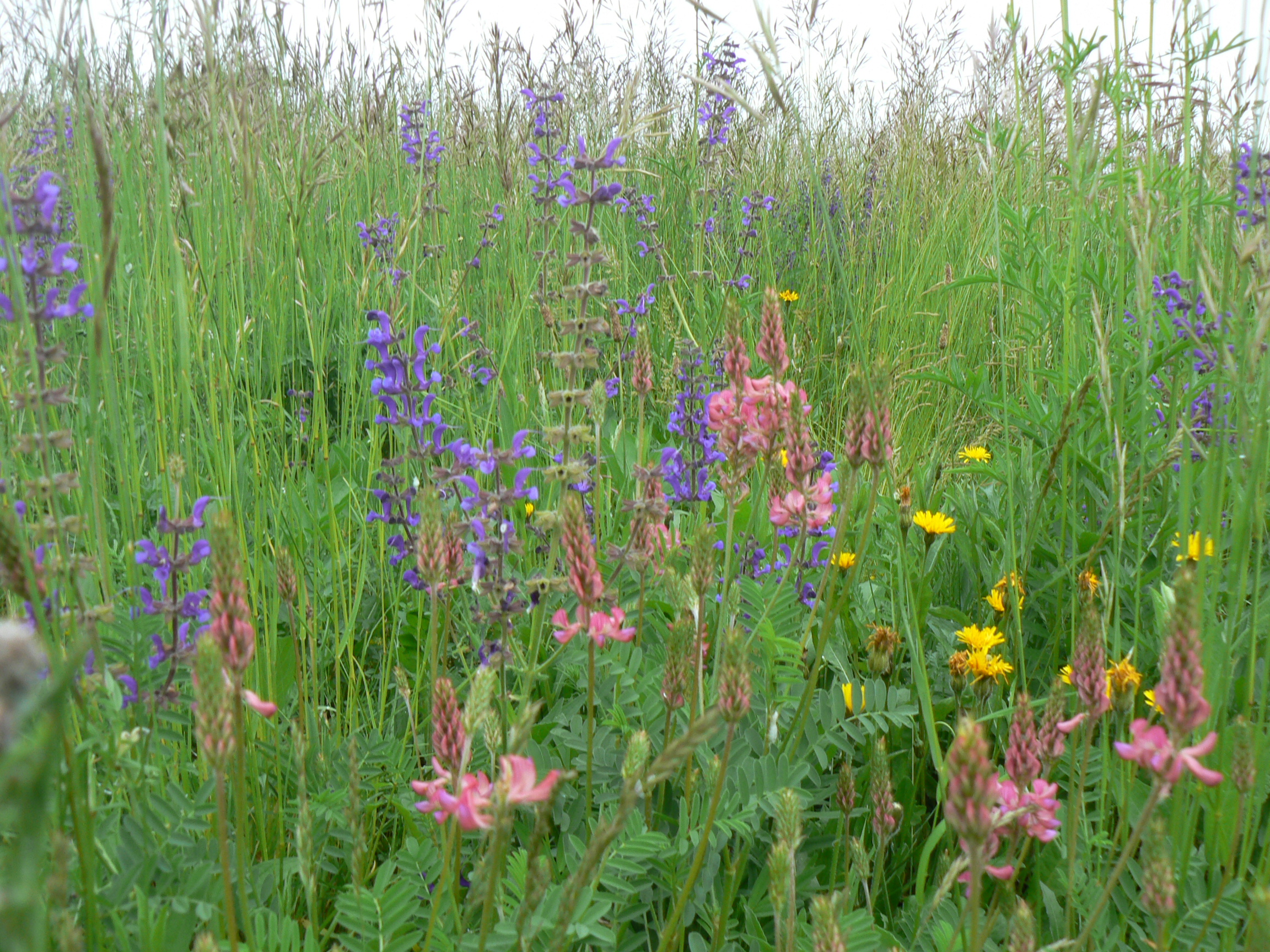 Bělokarpatská regionální směs (10% bylin) 0,5 kg