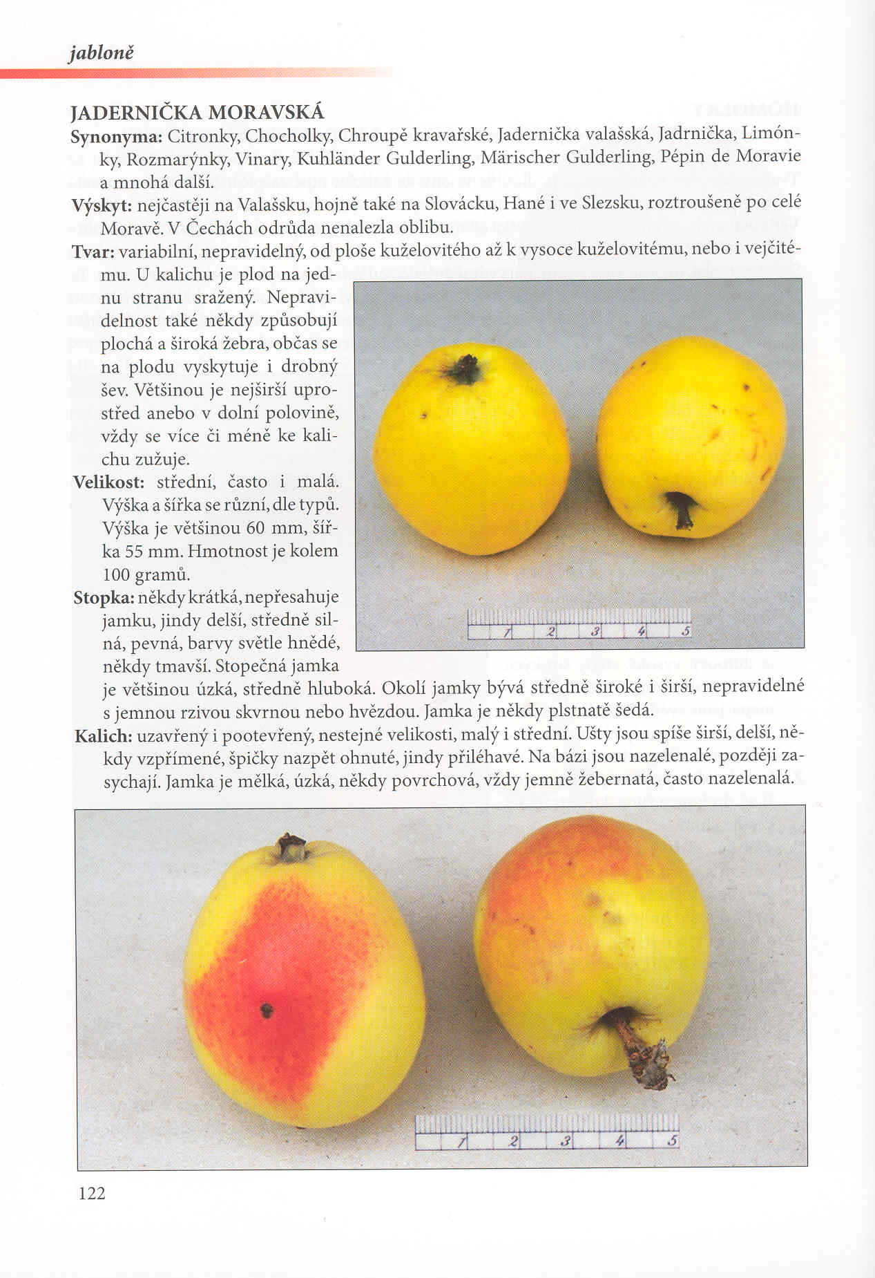 Ovoce Bílých Karpat + Malý průvodce genofondovým sadem ve Velké n.V.