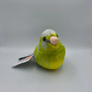 Zpívající ptáček - Zvonek zelený